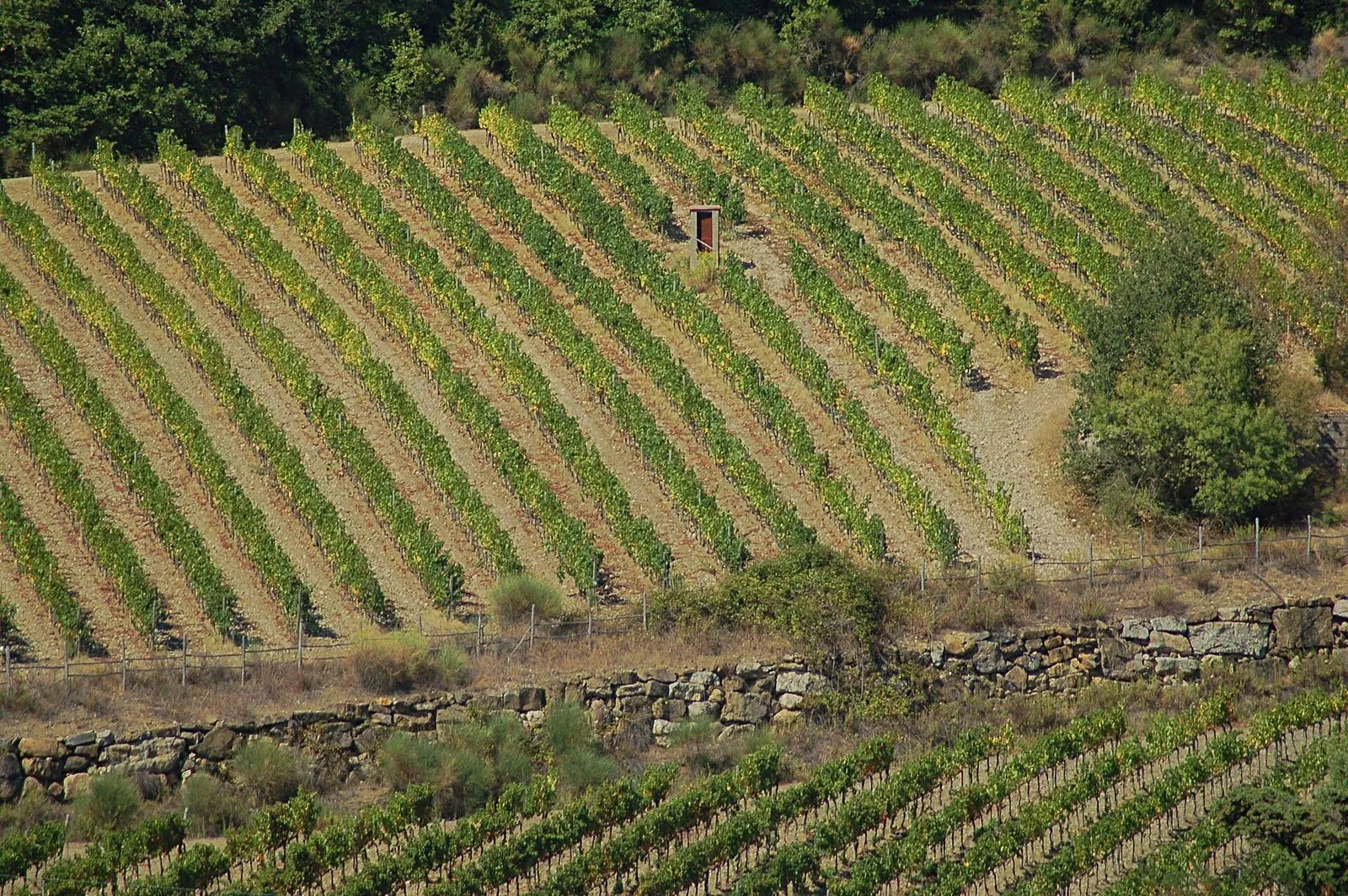 Rows of Chianti vineyards in summer with a stone farmhouse and cypress trees on a ridge, warm afternoon light, wide landscape