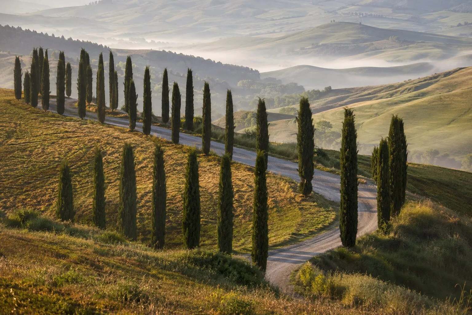S-curve of a country lane lined with cypress trees on a green hillside below Monticchiello at soft morning light, wide landscape