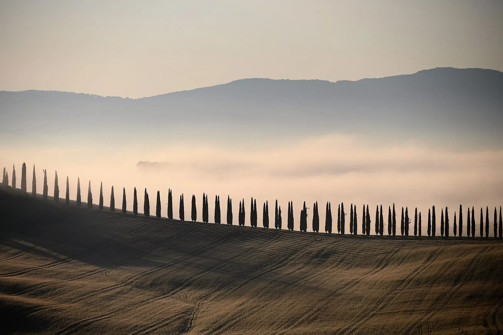 Winding country road lined with tall cypress trees crossing the golden Val d'Orcia hills at low morning light, wide landscape